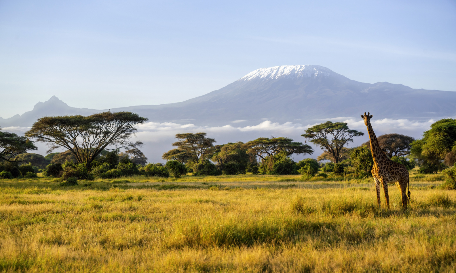 Интермодальные перевозки из Кении в Россию
